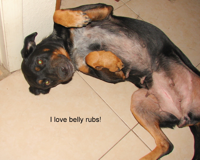 Kitty - Rottweiler X - Needs a Home